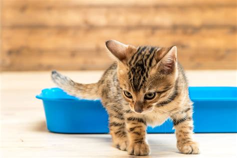 How To House Train Your New Kitten Kitten House House Training
