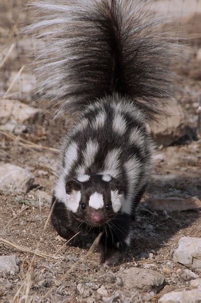 Eastern Spotted Skunk State Of Tennessee Wildlife Resources Agency
