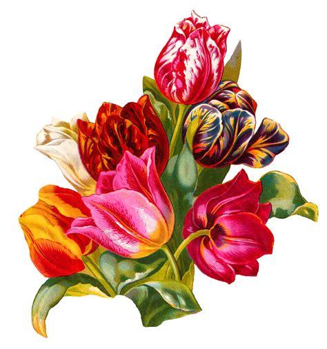 Antique Images Botanical Artwork Tulip Flower Digital Illustration