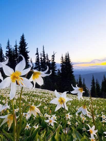 Avalanche Lilies Erythronium Montanum At Sunset Olympic Natl Park