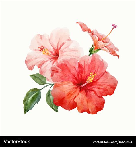 Watercolor Tropical Hibiscus Flower Royalty Free Vector