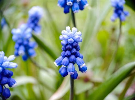 premium photo blue muscari blossoming spring flowers close up macro view