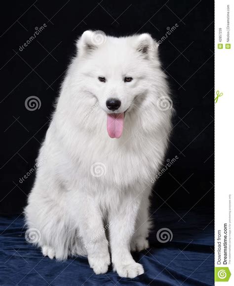 Dog Breed Samoyeds Stock Image Image Of Puppy Breeding 42857239