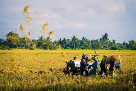 Philippines Filipino Farm Farmers Ricefields Farming Rice Labor