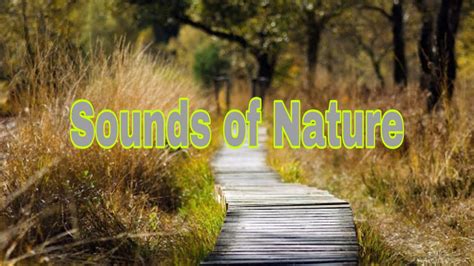 Calming Sounds Of Nature Asmr Youtube
