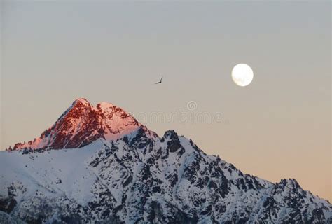 Full Moon And Bird Over Snowy Mountain At Sunset Stock Image Image Of