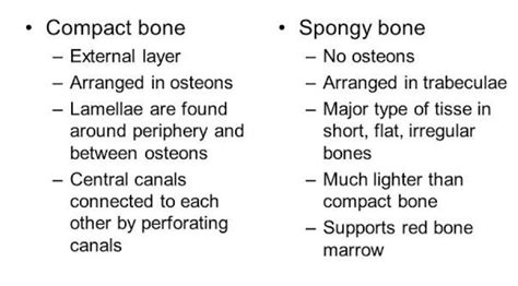 Differentiate Between Compact Bone And Spongy Bone With 3 Differences