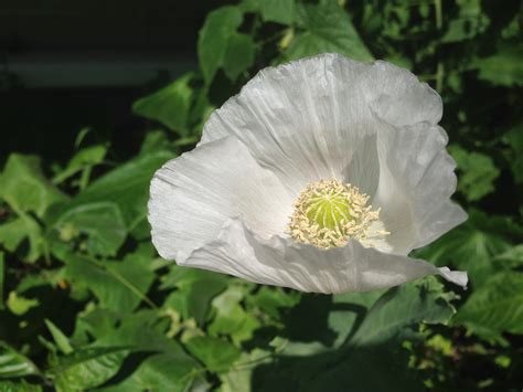 Persian White Poppy World Seed Supply