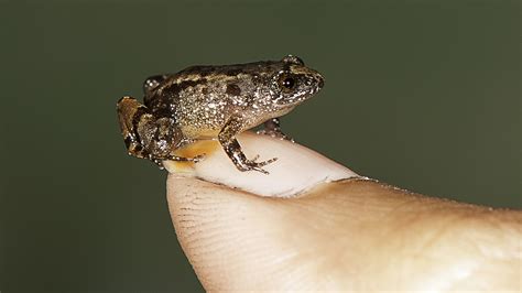 Behold 4 New Species Of Tiny Frogs Smaller Than A Fingernail Mpr News