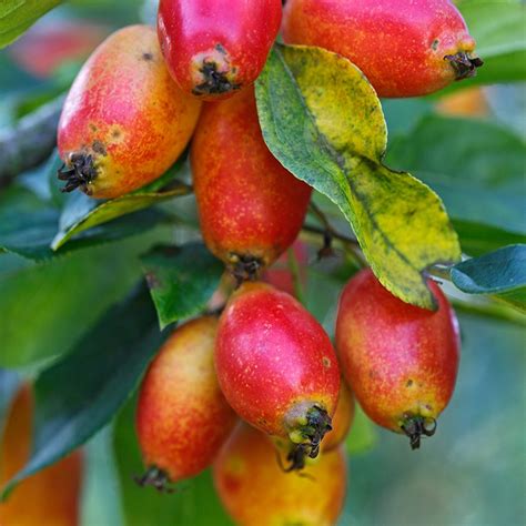 A common misconception is that crab apples are toxic. Crab Apple John Downie fruit tree from Mr Fothergills Seeds