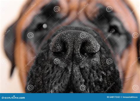 Big Nose Of Dog Stock Photo Image Of Adult Breed Playful 64817242