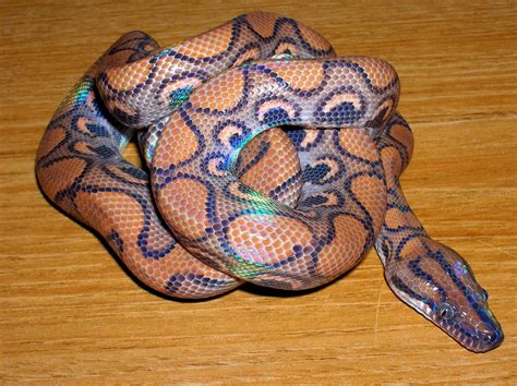 Beautiful Rainbow Boa Brazilian Rainbow Boa Pet Snake Reptiles And