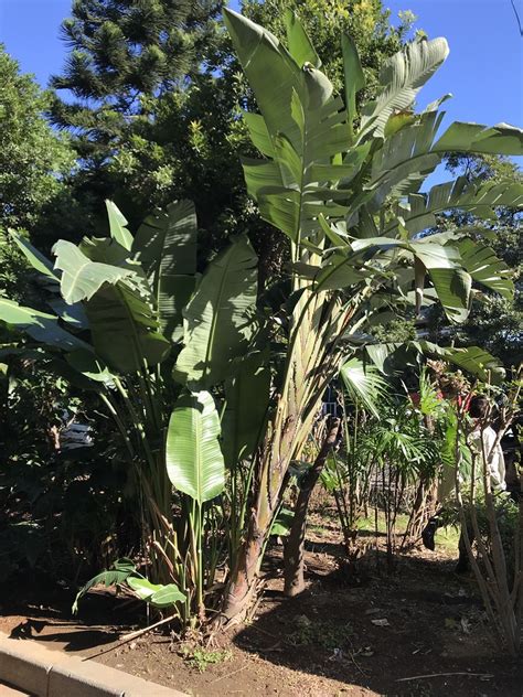 アクション・アドベンチャー / 幽霊・妖怪・モンスター / 超自然的. ストレリチア アルバ（流通名 オーガスタ）｜Strelitzia alba ...