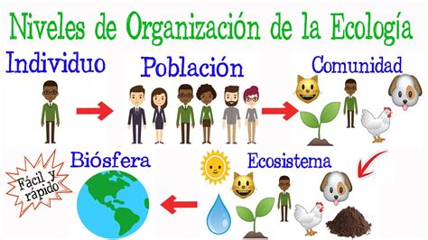 Niveles De Organizacion Ecologica Cuales Son Y Ejemplos