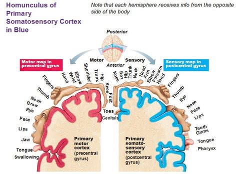 Meet Your Homunculus Pt Notes Cerebral Cortex Somatosensory Cortex Brain Anatomy