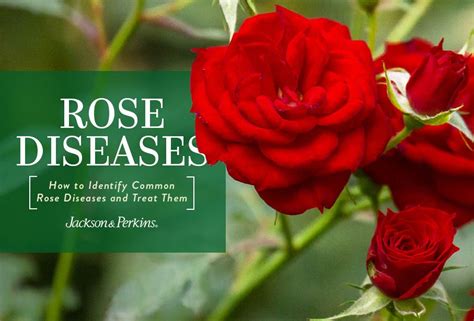 Rose Diseases How To Identify And Treat Them