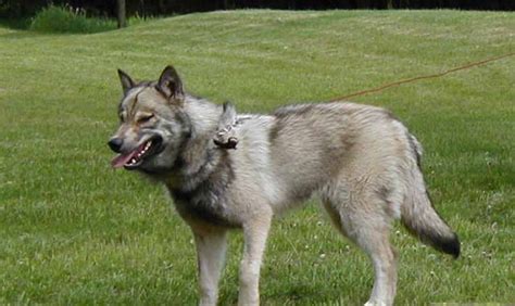 Wolves have been bred with domestic dogs in a bid to bring that bit of wild into the household. Wolf-Dog Hybrids | International Wolf Center