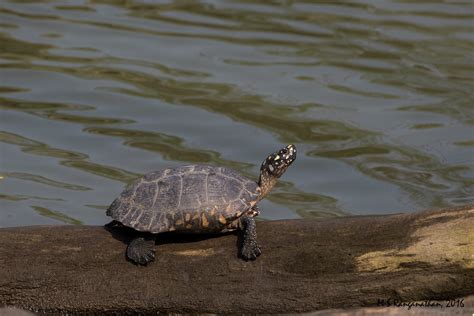 The Black Pond Turtle Geoclemys Hamiltonii The Black Po Flickr