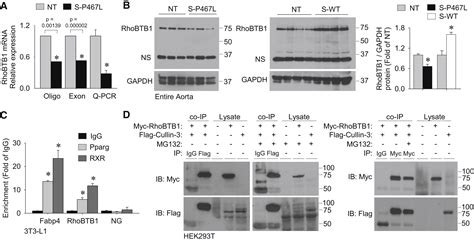 Cullin 3 Regulates Vascular Smooth Muscle Function And Arterial Blood