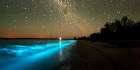 Bioluminescent Bay Puerto Rico An Unforgettable Experience