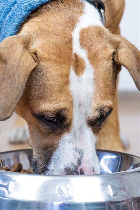 Food and drug administration agents have recorded 290 cases of dcm in dogs in the country as of november 11, 2018. Raw frozen dog food contains antibiotic resistant bacteria ...