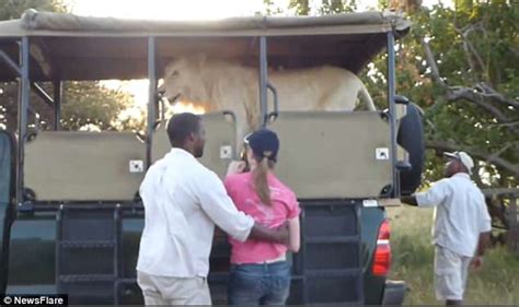 South African Lion Scares Students By Jumping Into Jeep Daily Mail Online
