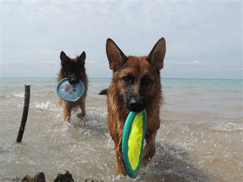 Get a boxer, husky we have 3 female purebred german shepherd puppies available for sale! love the beach #german #shepherd #dog - oh how they love ...