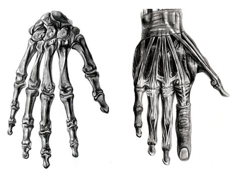 Hand Anatomy Study By Randys01 On Deviantart