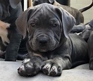 37+ Blue Cane Corso Puppies For Sale Pic - Bleumoonproductions