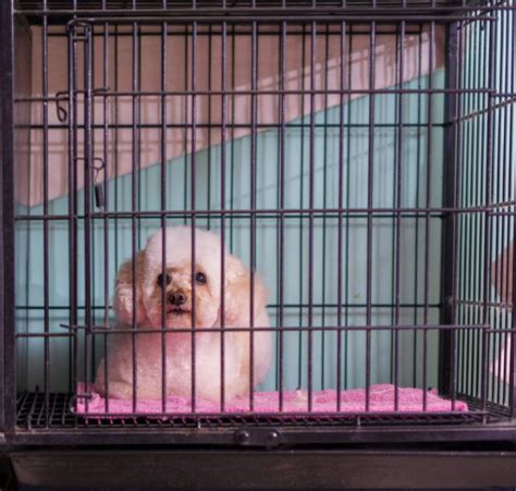 I have always had a love for small, fluffy puppies since i was a little girl. Crate Training a Shih Tzu Puppy - Cruel or Kind | Shih tzu ...