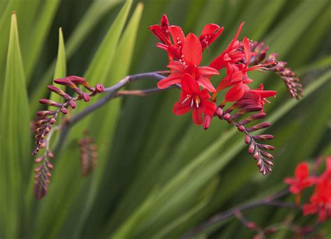 Learn vocabulary, terms and more with flashcards, games and other study tools. Crocosmia Planting Tips - When And How To Plant Crocosmia ...