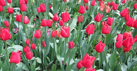 Tropical Landscape Tulips Is Actually A National Flower Of Turkey