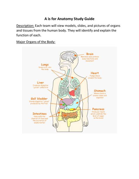 A Is For Anatomy Study Guide