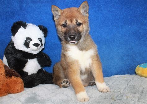 Shiba Inu Puppies For Sale Long Island Puppies