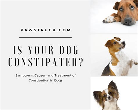 Is Your Dog Constipated Symptoms Causes And Treatment Of