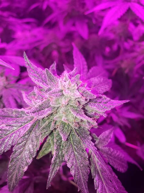 Purple Afghan Kush Critical 20 Gorilla 3 Grow Journal 3 By