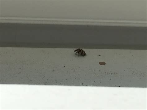 Tiny Winged Bugs On Window Sill Ask Extension