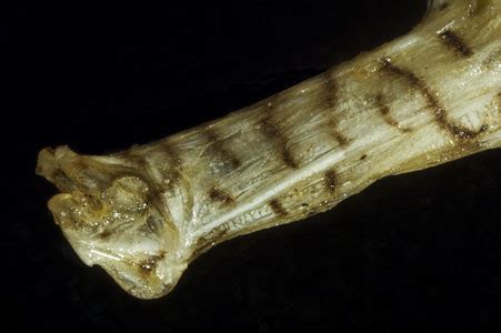 Seahorses are mainly found in shallow tropical and temperate salt water throughout the world, from about 45°s to 45°n.7 they live in sheltered spiny seahorse h. Seahorses