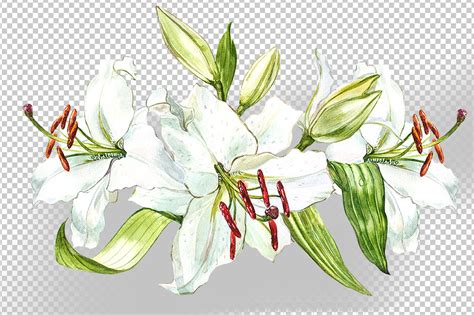 White Lilies Watercolor Clipart By Astro Ann Thehungryjpeg