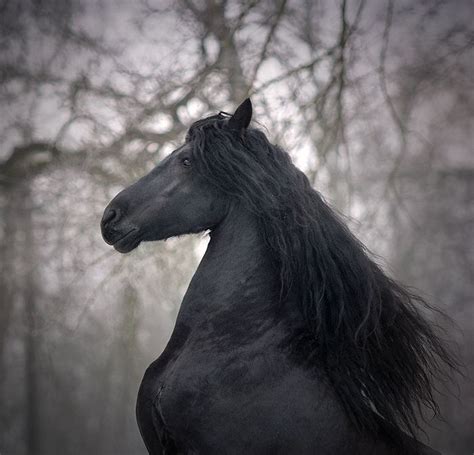 Friesians The Very Nature Of Black Friesian Horse Most Beautiful