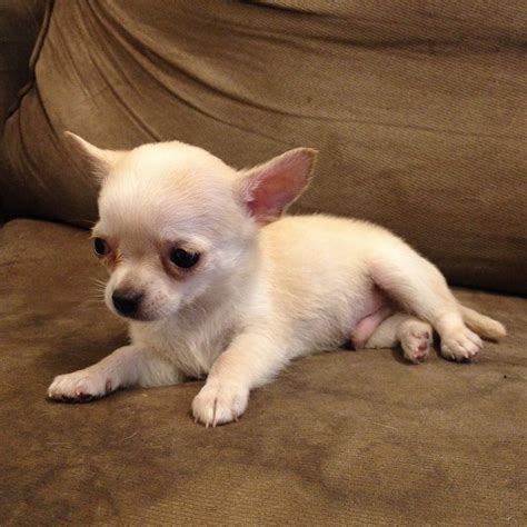 Chihuahua Puppy Sold 9 Years 9 Months Cute Male Chihuahua For Sale