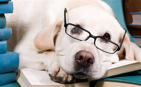 15 Ways To Enhance Your Dogs Learning Ability Canine Campus Dog
