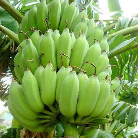Banana Fruit Plant Duaraf Kayodis Hariyali Nursery