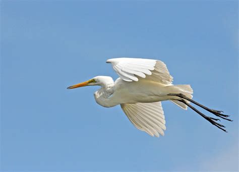 Great Egret In Flight Florida Birding Tips Must Do Visitor Guides