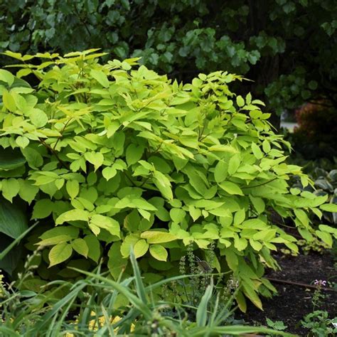 Aralia Sun King Perennial Plant Of The Year Finegardening