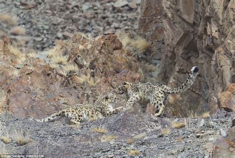 Can You Spot The Snow Leopard In Inger Vandykes Photograph Daily