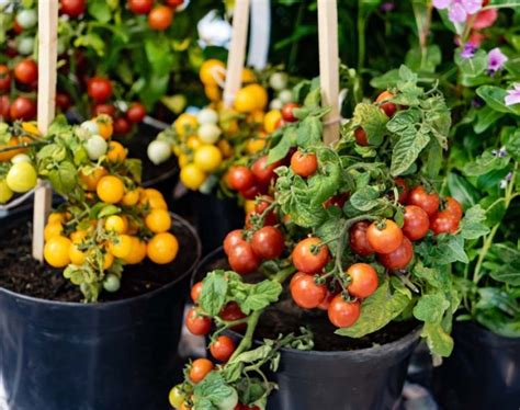 Growing Tomatoes Indoors What You Need And How To Do It Essential