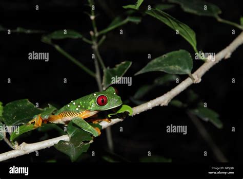 A Red Eyed Tree Frog Agalychnis Callidryas Climbing Through The Trees