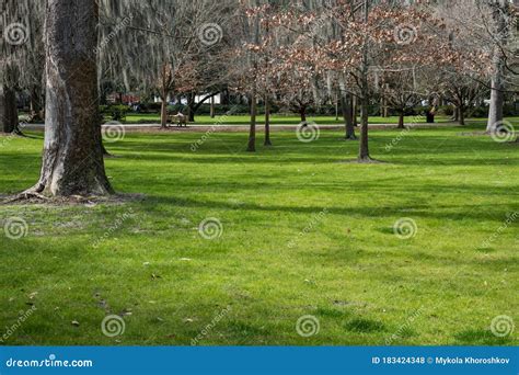 Green Spring Park With Fresh Grass Trees Palms Stock Photo Image