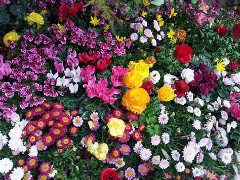 Flowers Flower Bed Flowerbed Flora Hd Wallpaper Pxfuel